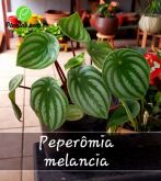 Cod. 037 - Peperômia melancia C21