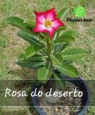 Cod. 648 - Rosa do deserto P15 - Rosa simples